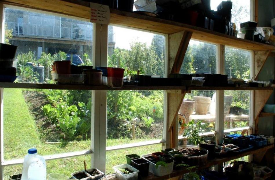 Many of the plants in the Hurring garden were propagated in this shed built with old windows.