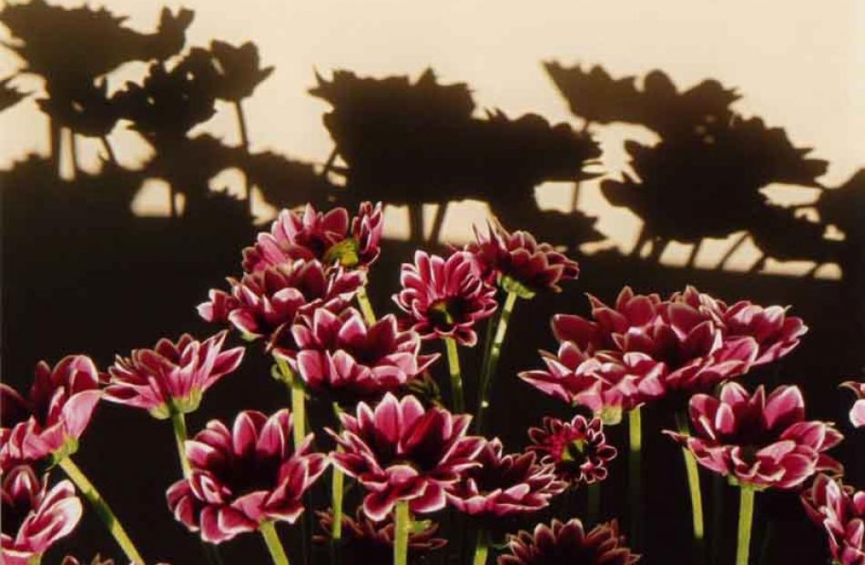 Jan Valk: 'Blooming Shadows'. Plant/15 years and over.
