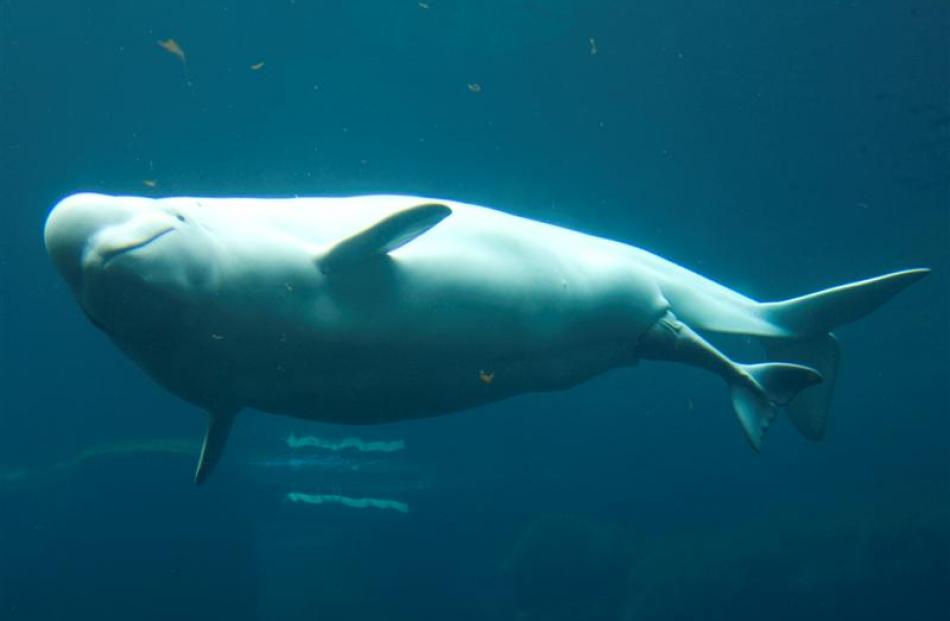 Qila, a beluga whale at the Vancouver Aquarium prepares to give birth to a calf in Vancouver,...