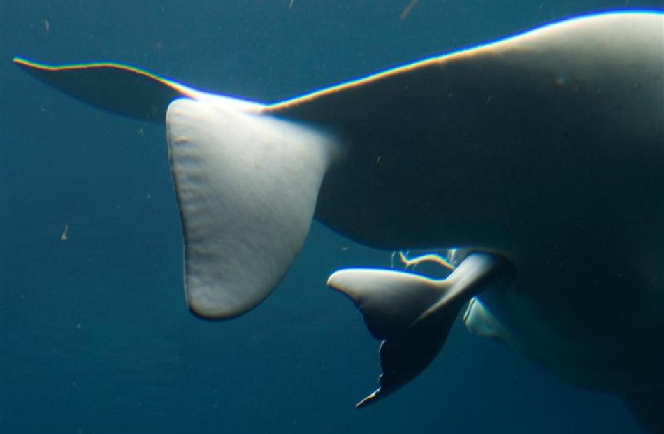 Whale birth captured in pictures | Otago Daily Times Online News