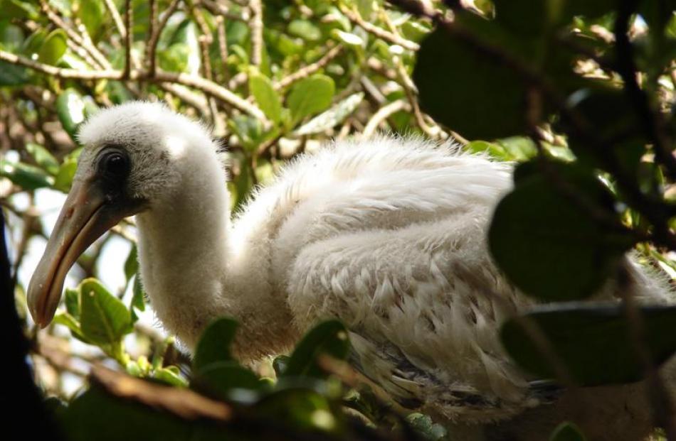 A royal spoonbill chick in its nest up a tree on a cliff.