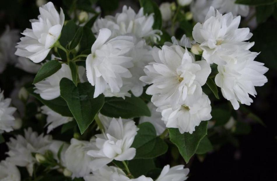 1. Philadelphus Frosty Morn; $17.99 from Wal's Plant Land, Mosgiel.