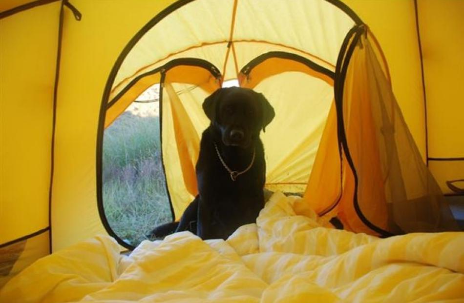 Ziggy the labrador wants to sleep in the tent too. Photo by Alasdair Roy.