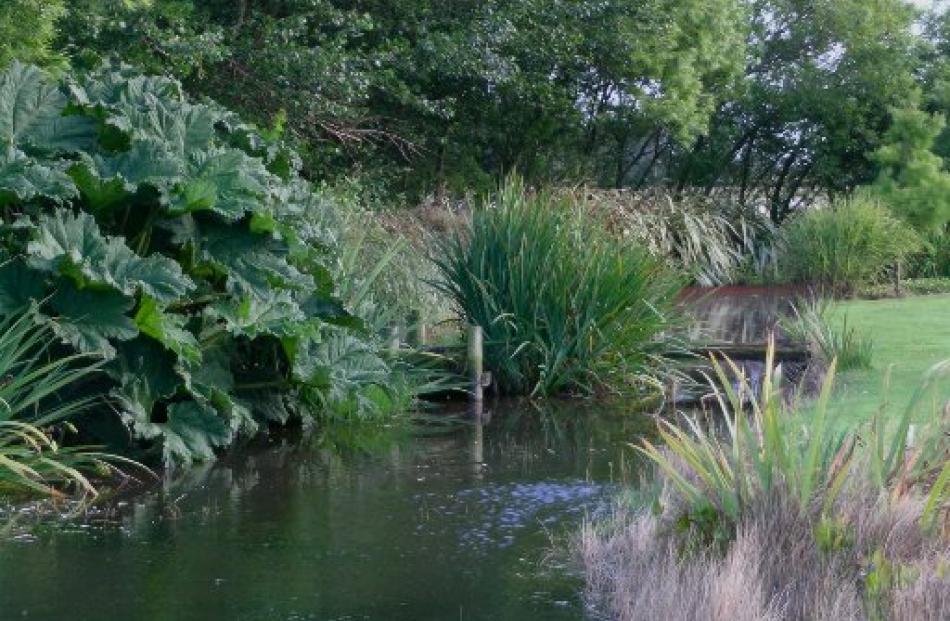 Gunnera and moisture-loving irises surround the pool, almost obscuring the Japanese-style bridge....