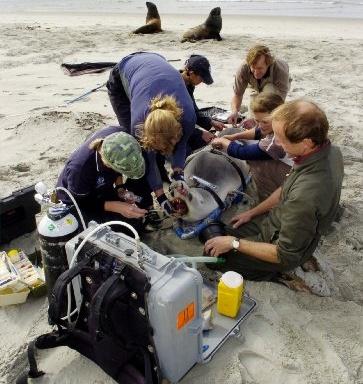 (clockwise from left) Massey University wildlife vet Kerri Morgan, DOC marine mammal scientific...