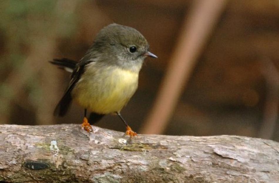 Flourishing... This summer’s settled weather in Otago has proved to be a bonus for young native...