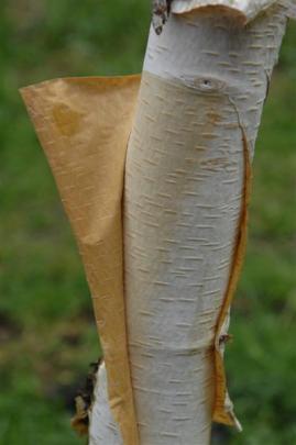 'Betula jacquemontii'. Photos by Linda Robertson.