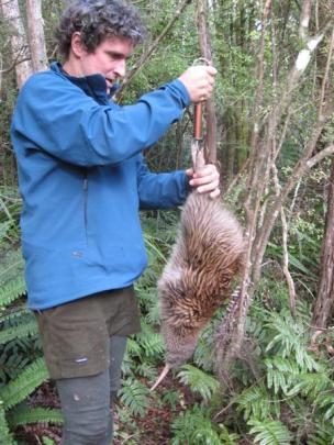 One of the young kiwi caught for weighing and measuring. Photos by Elton Smith/Image by Michael...