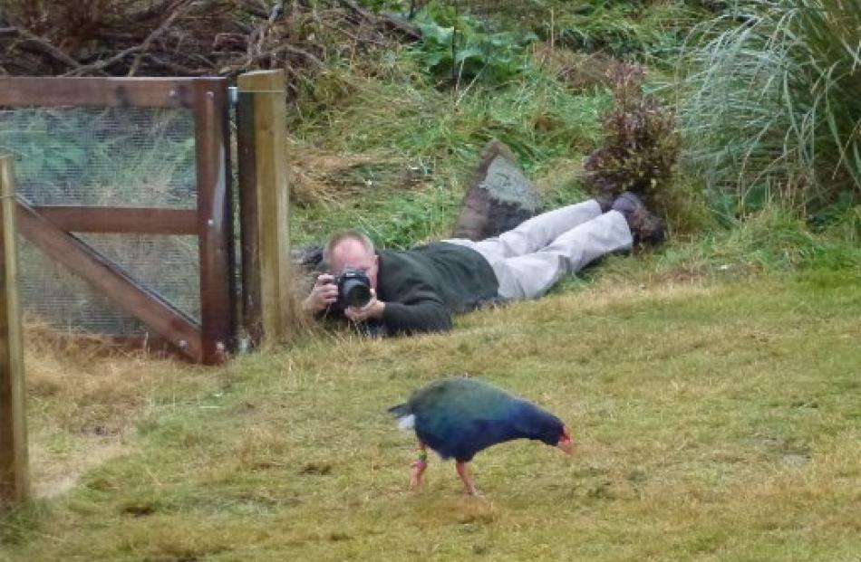 'Otago Daily Times' illustrations editor Stephen Jaquiery gets a close-up of Paku as she gets her...