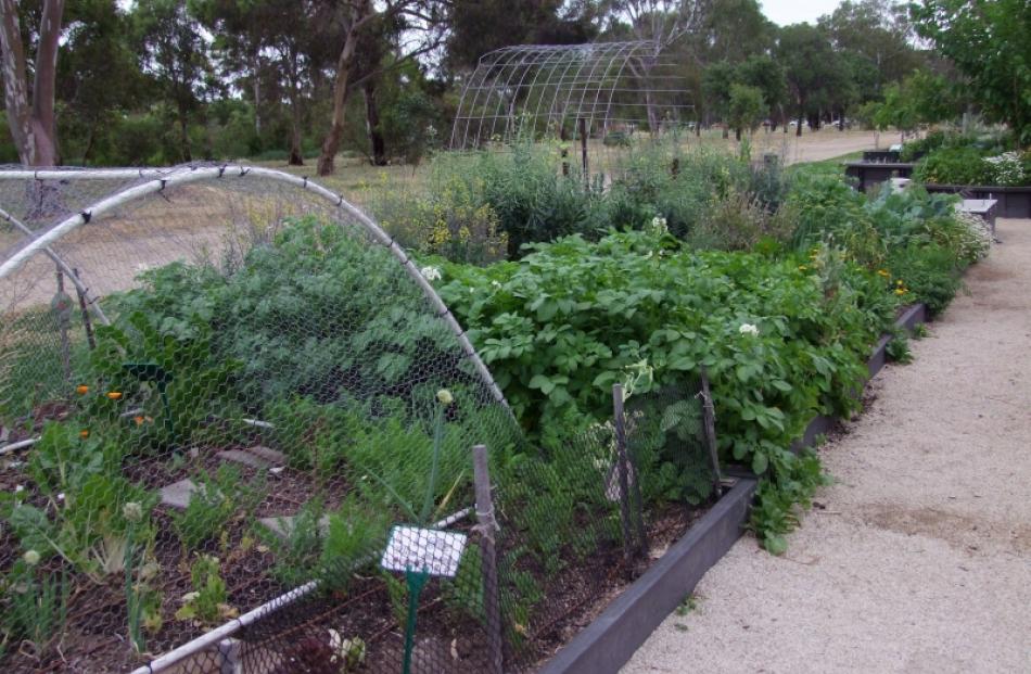 Part of the Walyo Yerta community garden within the Adelaide Botanic Garden. Photo by Gillian Vine