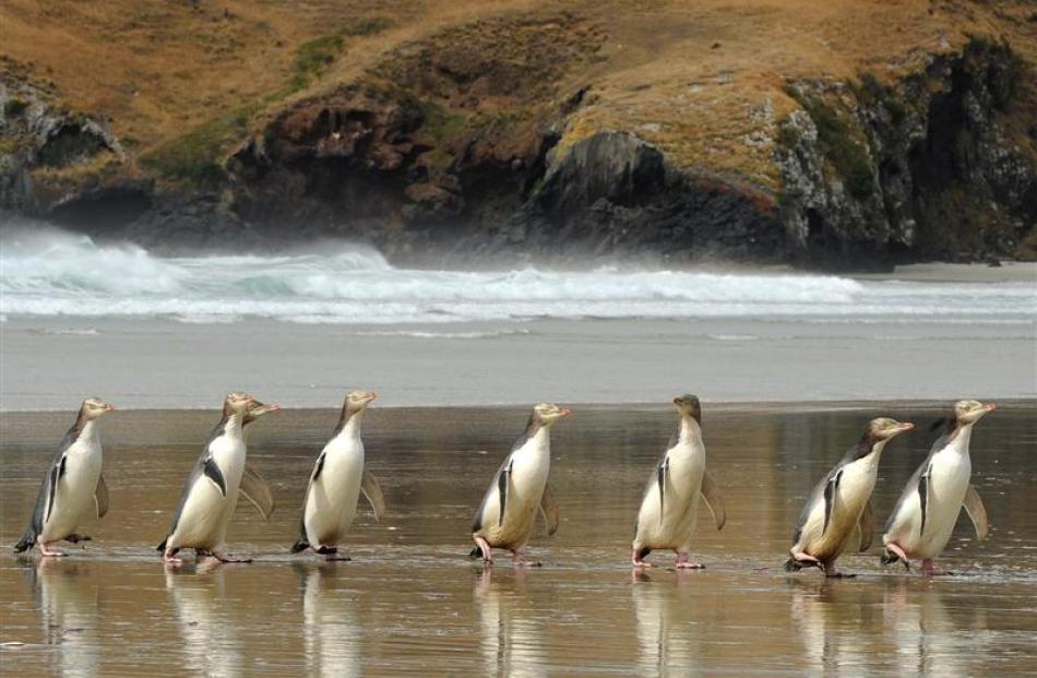 Tourist attractions like Otago Peninsula yellow-eyed penguins have helped lift the region's...