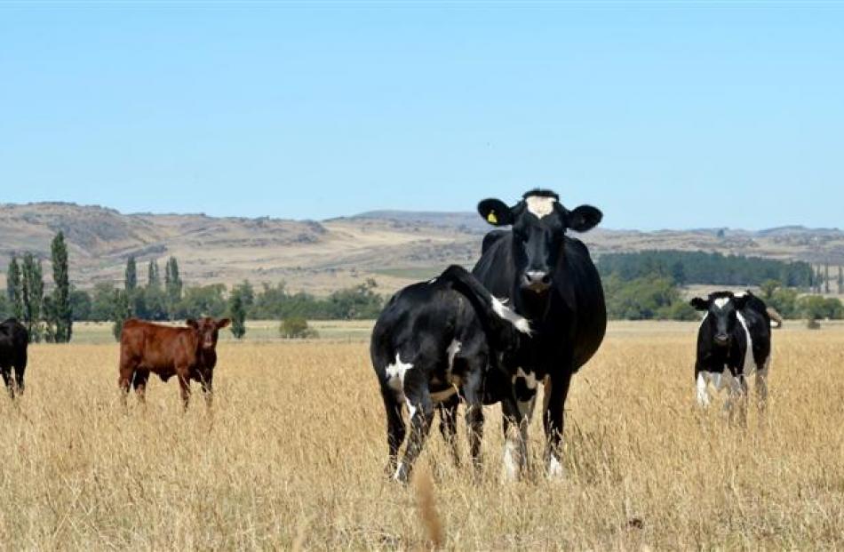 A calf feeds from its mother in a paddock near Middlemarch. Photos by Stephen Jaquiery.