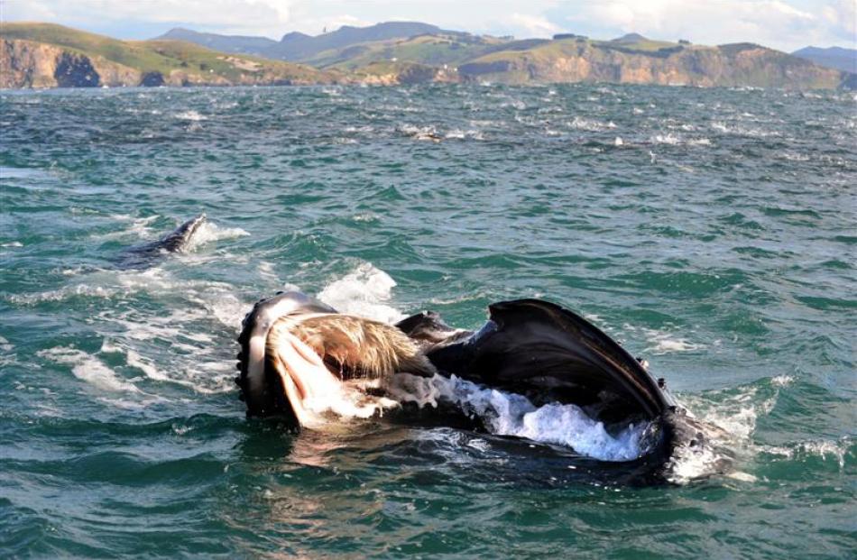 A calf humpback whale fishes about 2km from Taiaroa Head yesterday, accompanied by a run of...