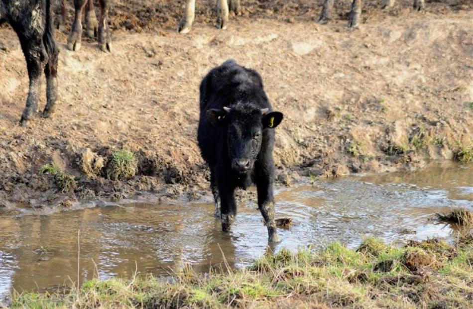 A cow in a waterway near State Highway 85 near Lauder in Central Otago. Photo by Gerald Cunningham.