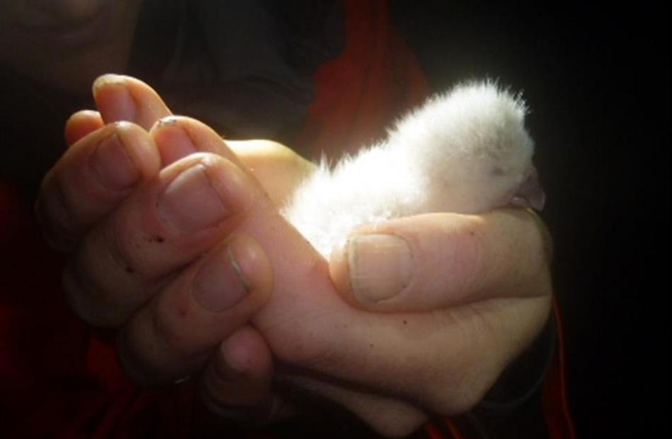 A Department of Conservation  ranger holds a chick born on Thursday on Anchor Island, Fiordland....