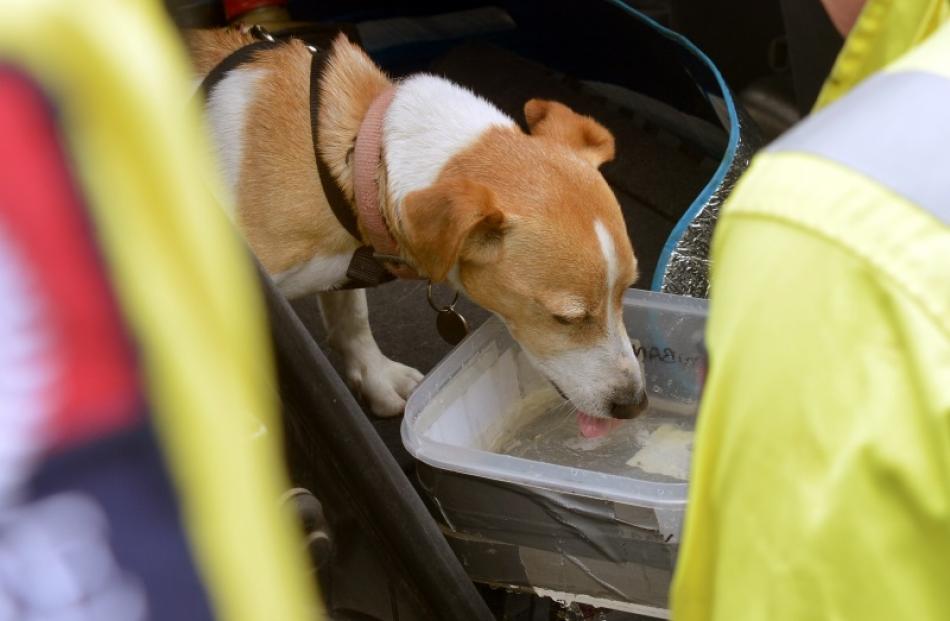 A dog drinks water after being left in a hot car in Dunedin yesterday. Photo by Stephen Jaquiery