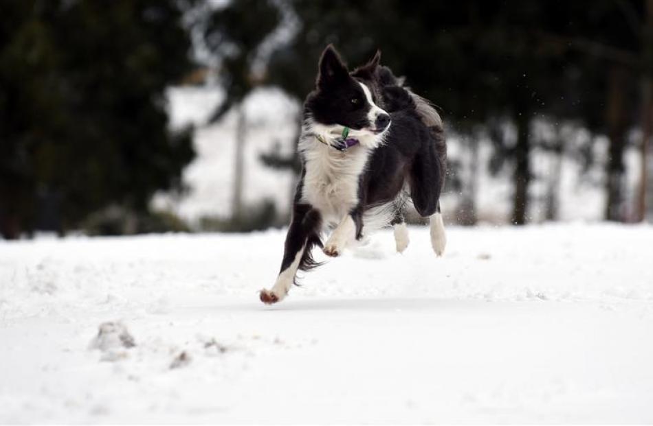 A dog named Bear  enjoys the snow at Whare Flat yesterday. Photos by Peter McIntosh.