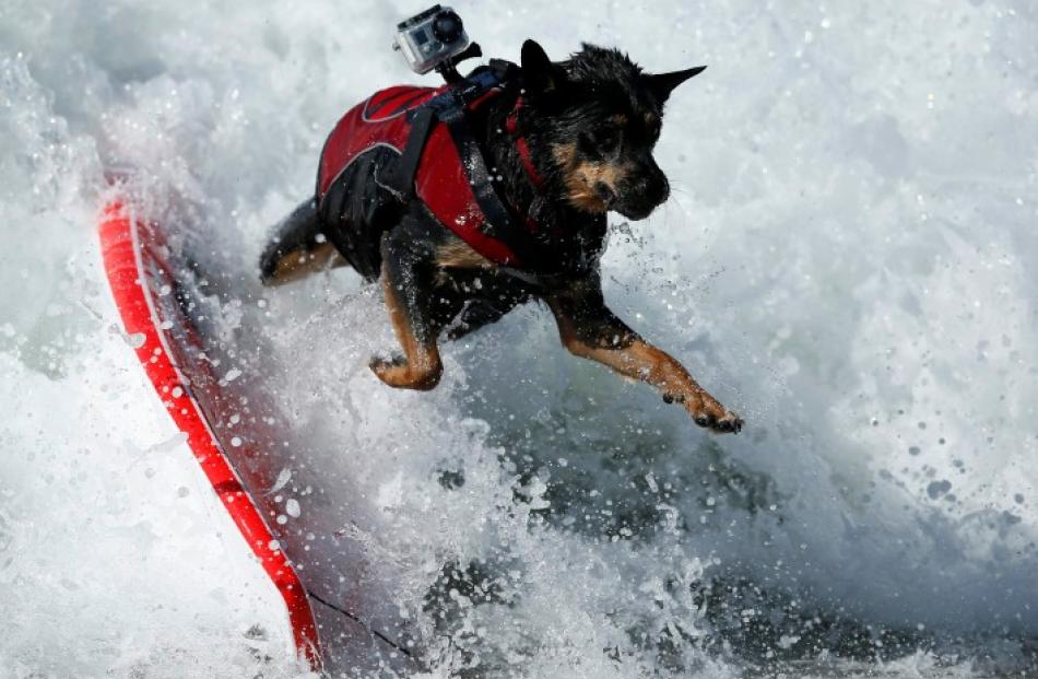 A dog wipes out during the Surf City Surf Dog contest in Huntington Beach. REUTERS/Lucy Nicholson