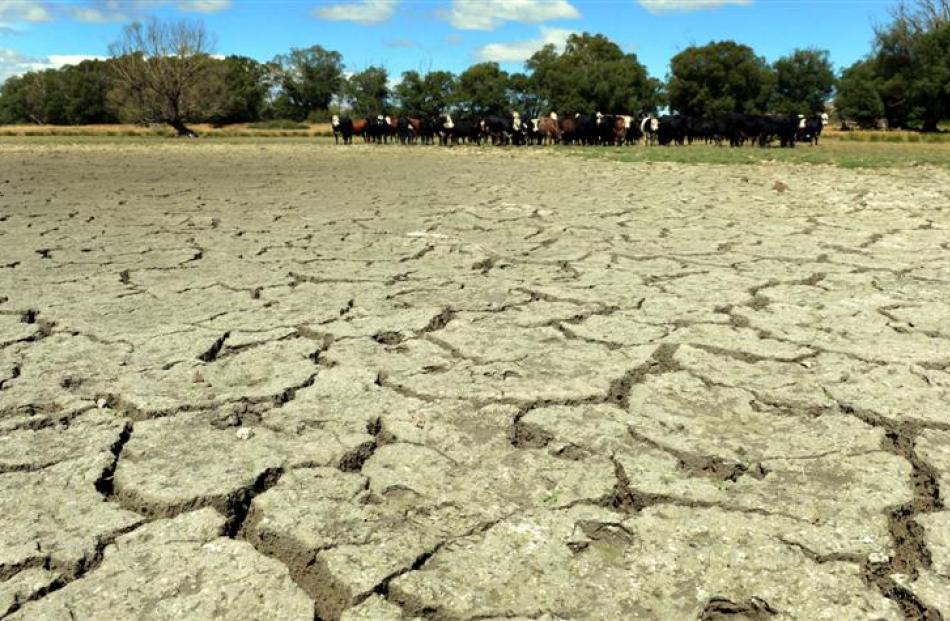A drought-stricken property in February this year in the Maniototo. Photo by Peter McIntosh.