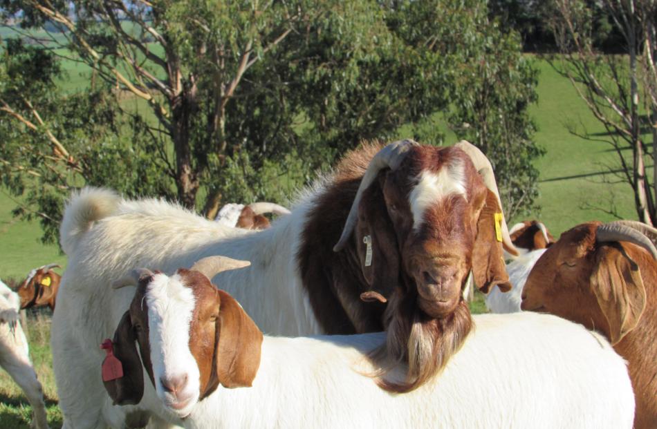 A field day will be held on Owen Booth's Enfield property on April 12. Photo by Owen Booth