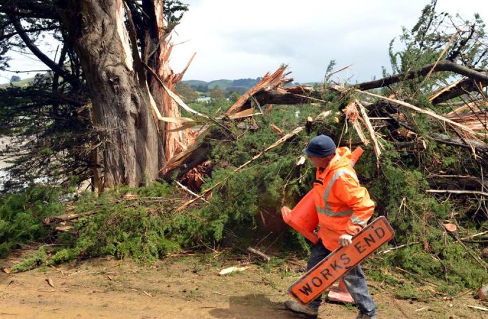 A Fulton Hogan workman sets up warning signs around an unstable macrocarpa tree  near Portobello....