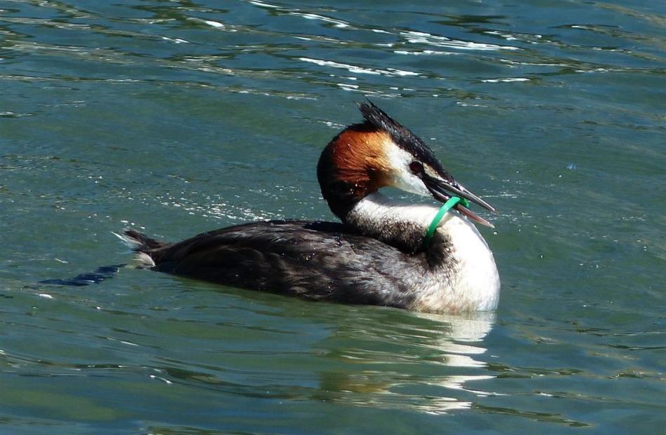A great crested grebe on Lake Wanaka with a plastic ring around its neck. Photo by John Wattie.