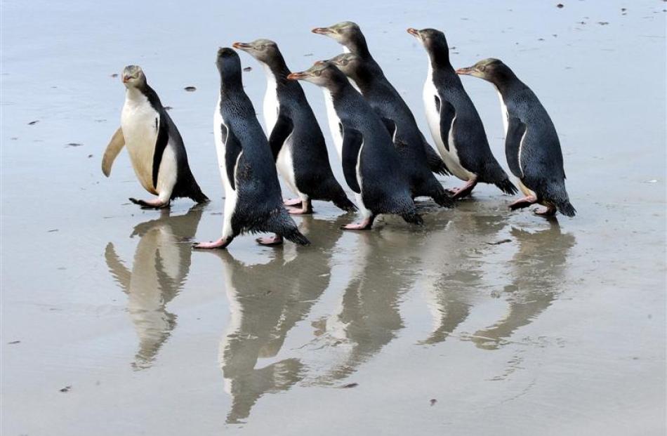 A group of rescued yellow-eyed penguins turn tail back up at an Otago Peninsula beach after being...
