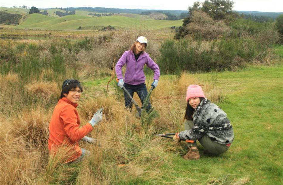 A group of tourist volunteers help with  weeding at Sinclair Wetlands (left). Photos supplied...