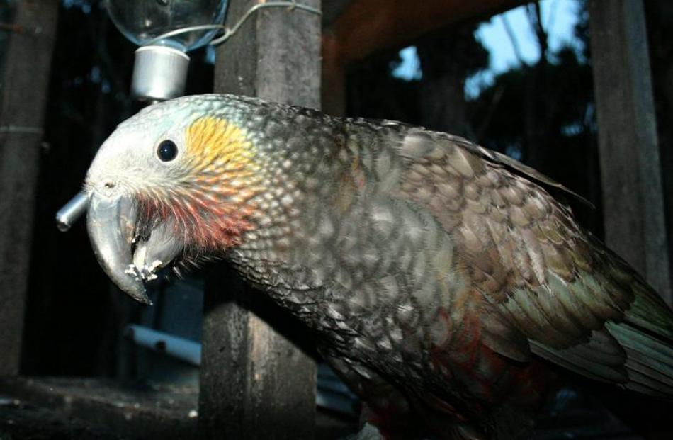 A kaka makes an appearance at a feeding  station at the Orokonui Ecosanctuary. Photos by Dan...