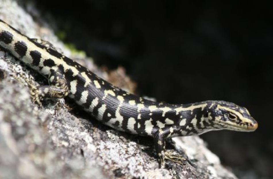 Superstar Lizards Coming To Stay Otago Daily Times Online News