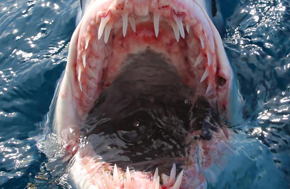 A mako shark emerges from the water, open mouth first. Photos supplied.