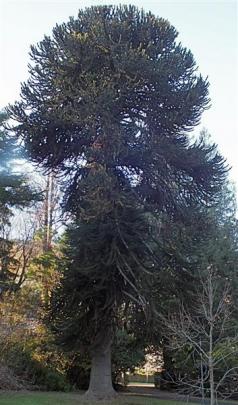 A mature monkey puzzle in Chingford Park, Dunedin. Photos by Gillian Vine.