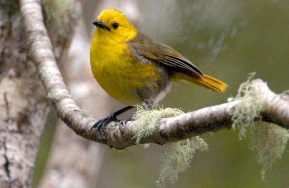 A mohua, pictured in the Catlins. Photo by Stephen Jaquiery