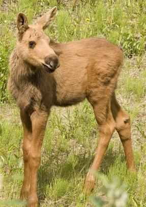 A  moose calf.