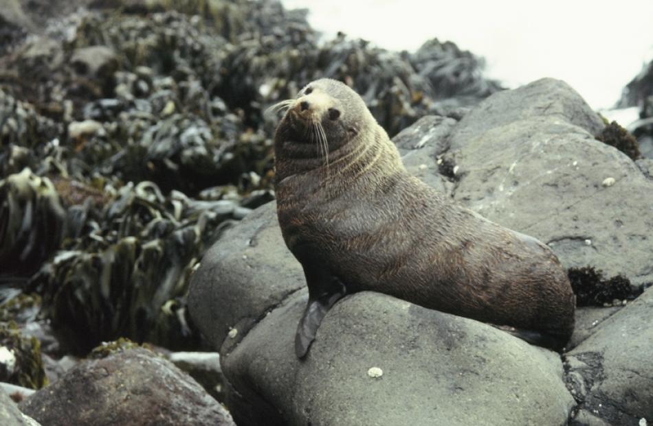 A New Zealand fur seal. Supplied photo