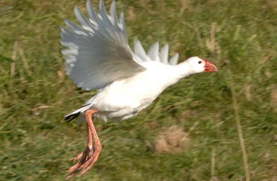 A rare white pukeko, living among more usually coloured deep-indigo examples, takes to the air in...