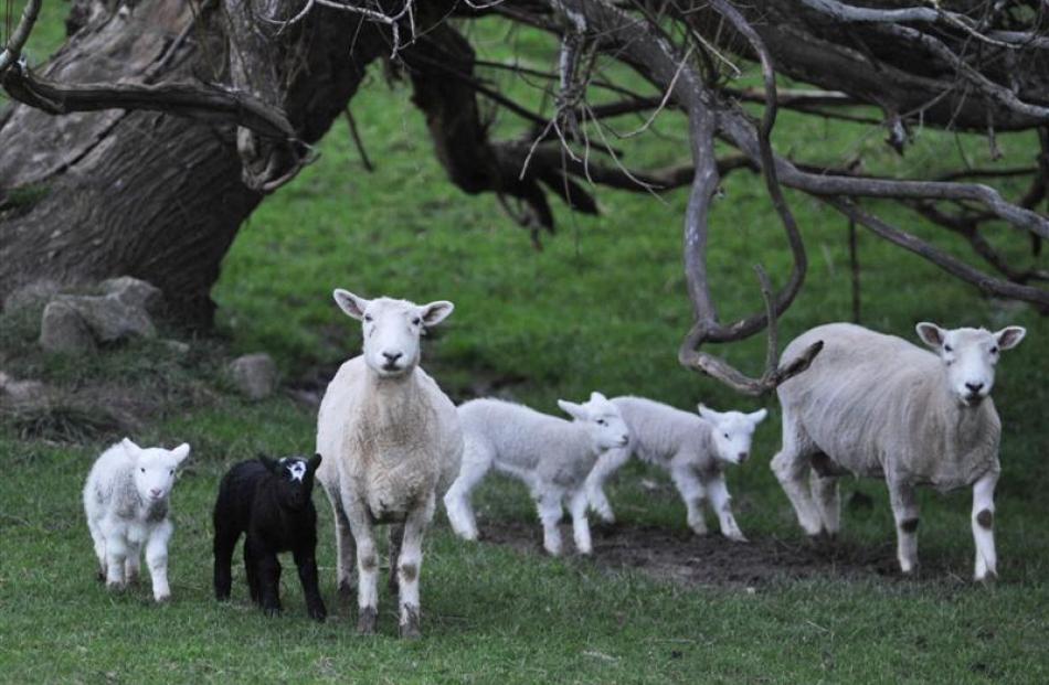 A research project to better quantify the effect of forage and environment type on lambs is under...