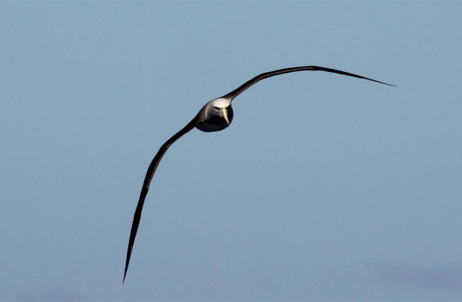 A Salvin’s albatross cuts a sleek profile head-on. Photos by Neville Peat.