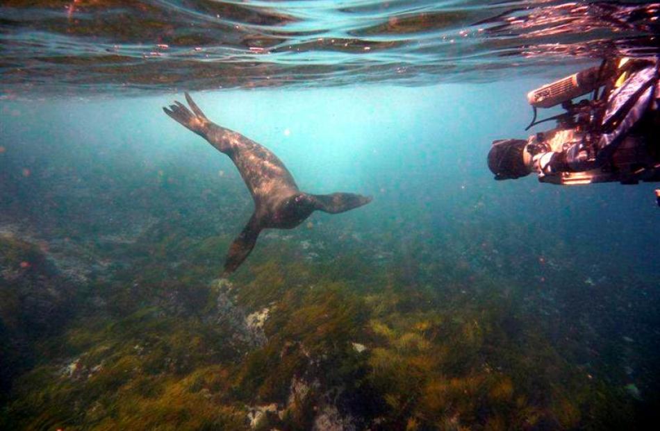 A seal is filmed  off the Snares, near Stewart Island, during filming of OceaNZ, by Dunedin...