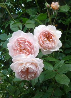 A Shropshire Lad at David Austen's Albrighton garden and nursery. Photos by Liz Petrie.