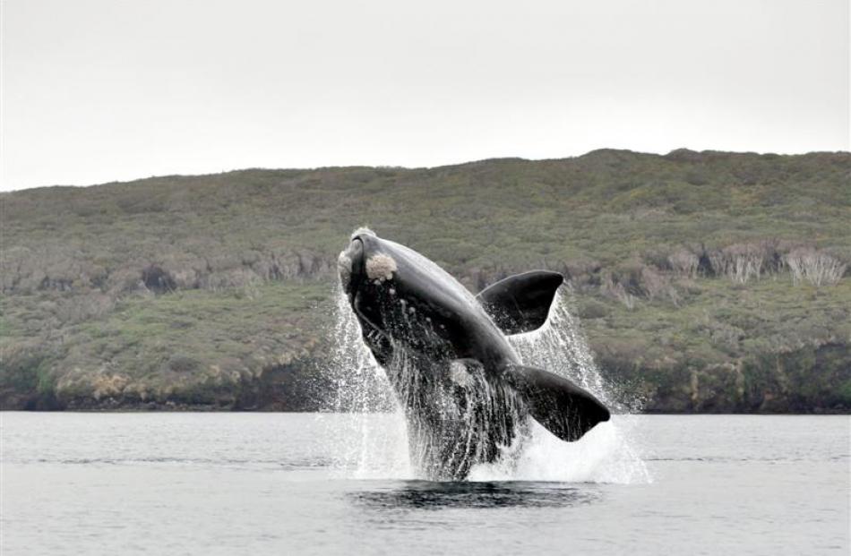 A southern right whale breaches  in Port Ross at the northern end of the Auckland Islands. Photo...