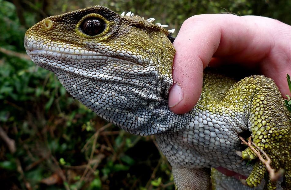 A tuatara has a striking profile, but a firm grasp behind the head is needed to avoid the adult's...