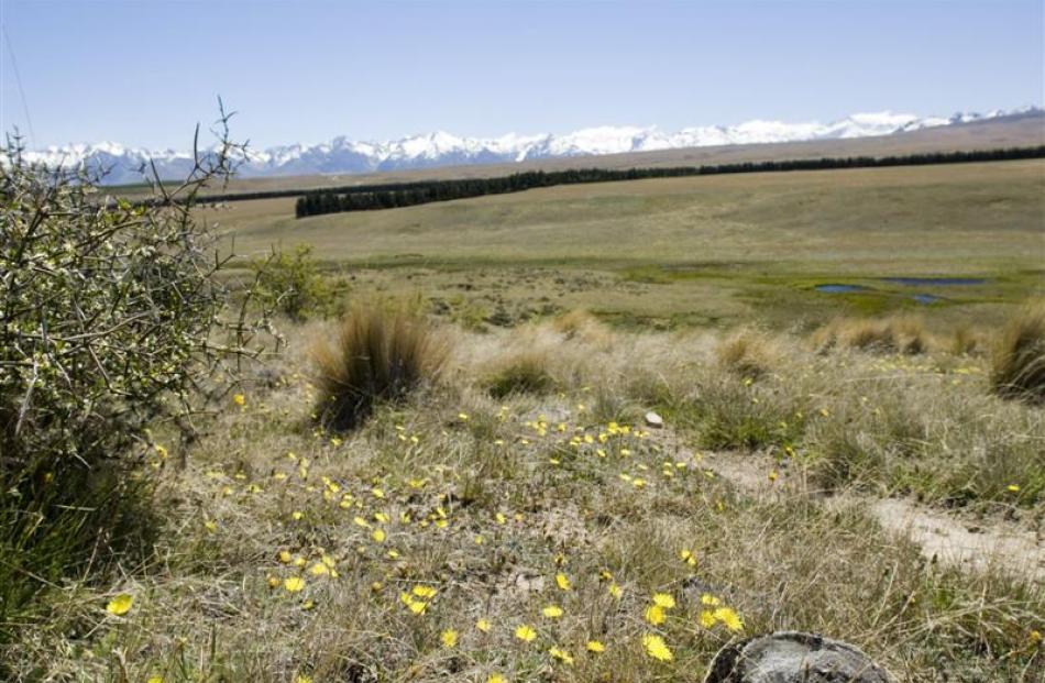 A view towards a protected wetland and the Southern Alps, from a hillside on Balmoral Station....