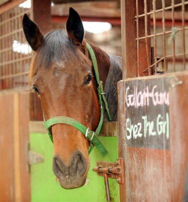 A yearling looks over the stable door at White Robe Lodge.