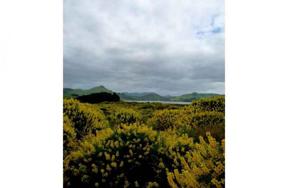 Allan's Beach, Yellow lupins, December 2010. PHOTO: ANNA BEGG