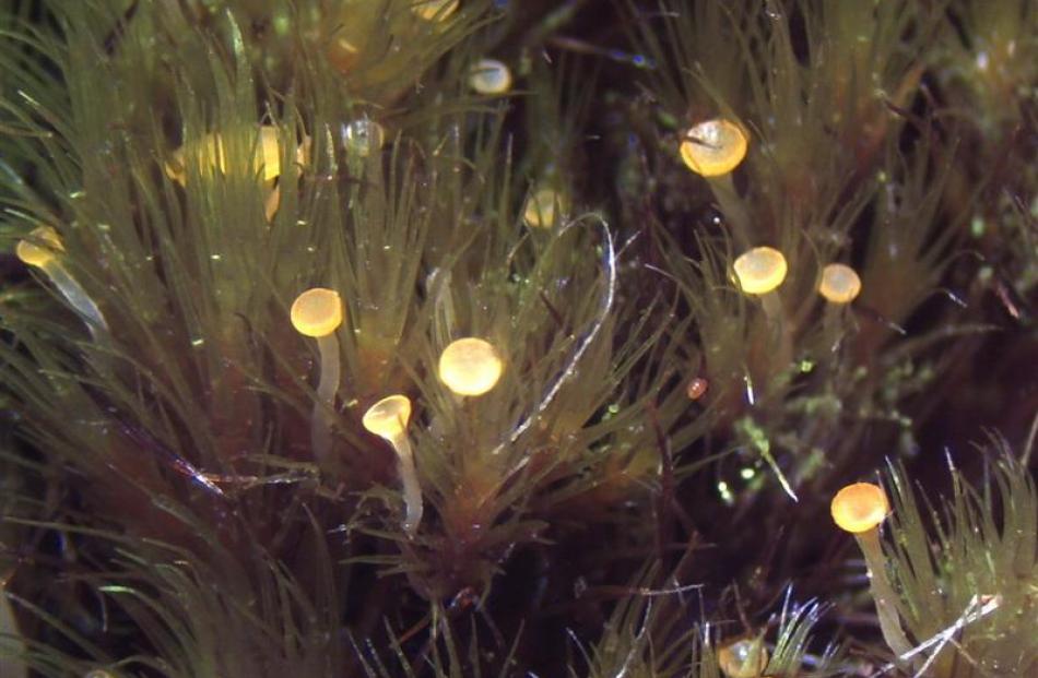 An image of a previously unrecorded  parasitic fungus, with orange fruiting bodies, that grows on...