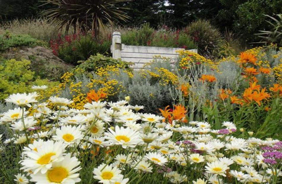 An old seat, recovered from the St Clair Esplanade upgrade, sits behind a border of anthemus...