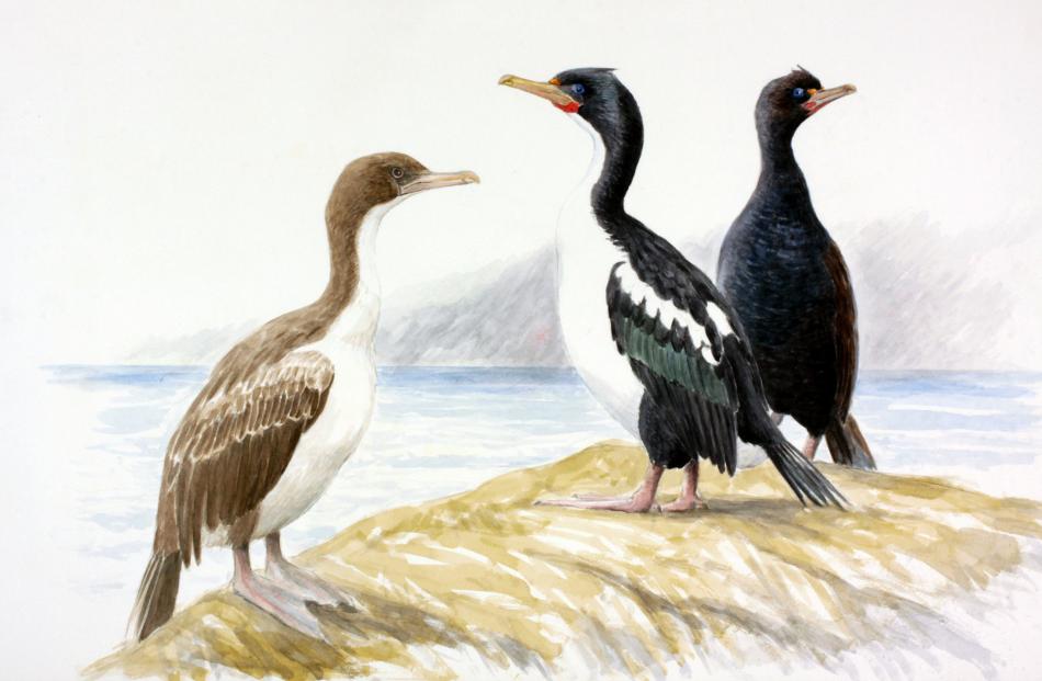 An Otago shag breeding colony showing (from left) juvenile, pied and dark bronze variations....