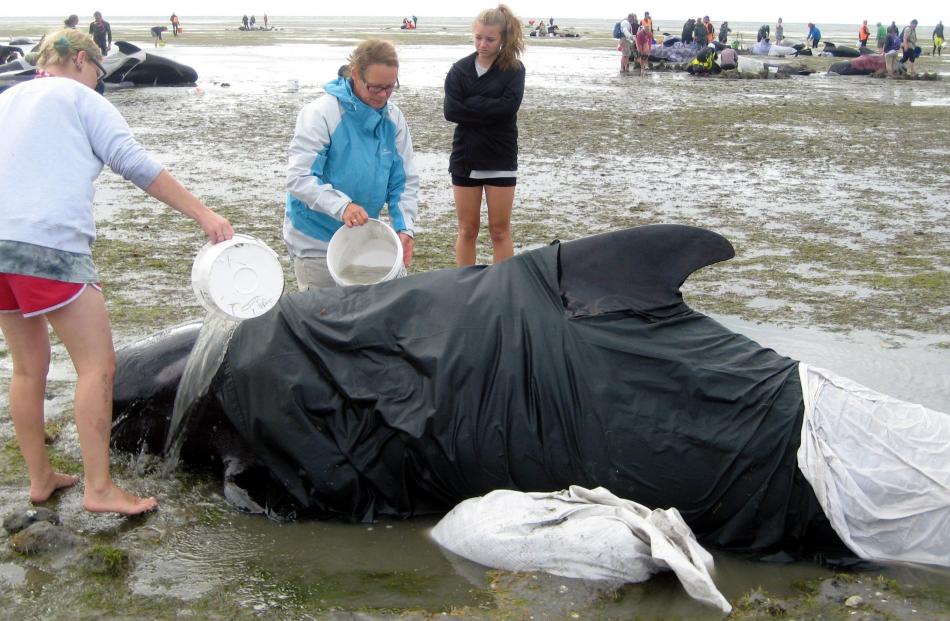 Andrea Crawford (centre) pours water on a pilot whale at Farewell Spit.
