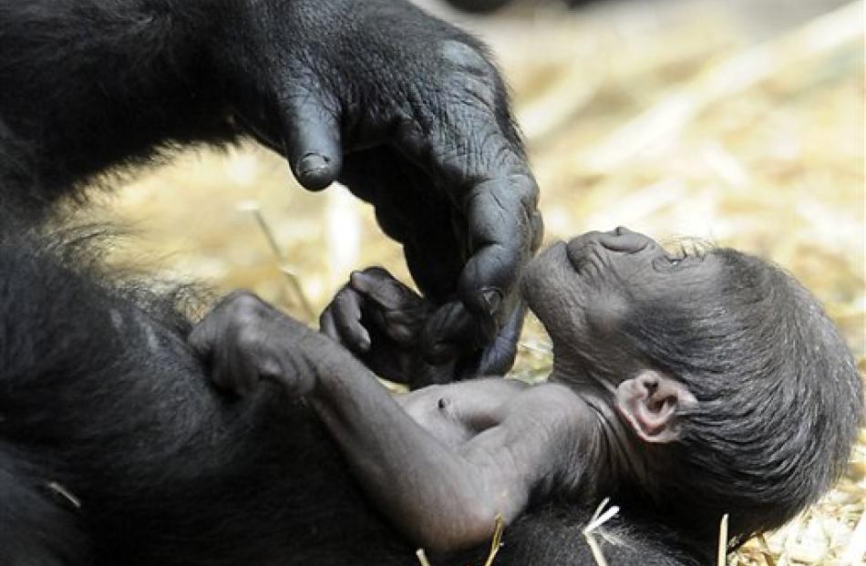 Female gorilla 'Gana' tends to her two days old offspring at a zoo in Muenster, Germany. Photo ...